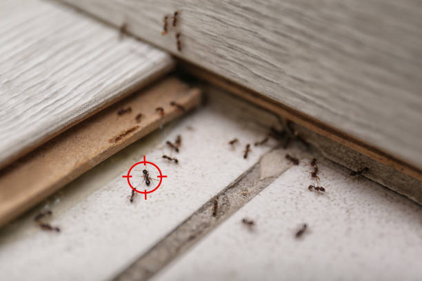 Best Best Pest Control Companies  in Pierre Part, LA