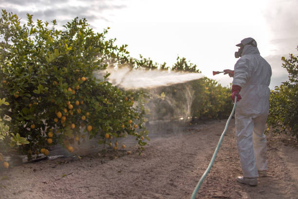 Best Bed Bug Extermination  in Pierre Part, LA